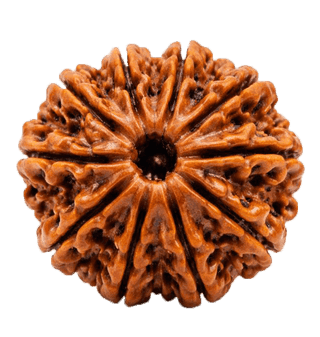 10 Mukhi Rudraksha