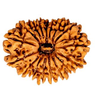 17 Mukhi Rudraksha