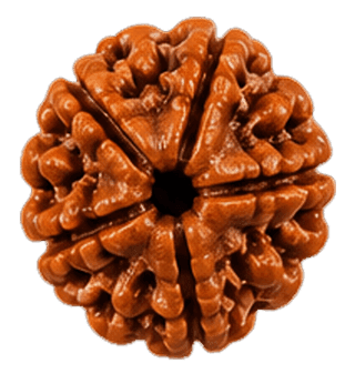 5 Mukhi Rudraksha