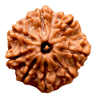 8 Mukhi Rudraksha