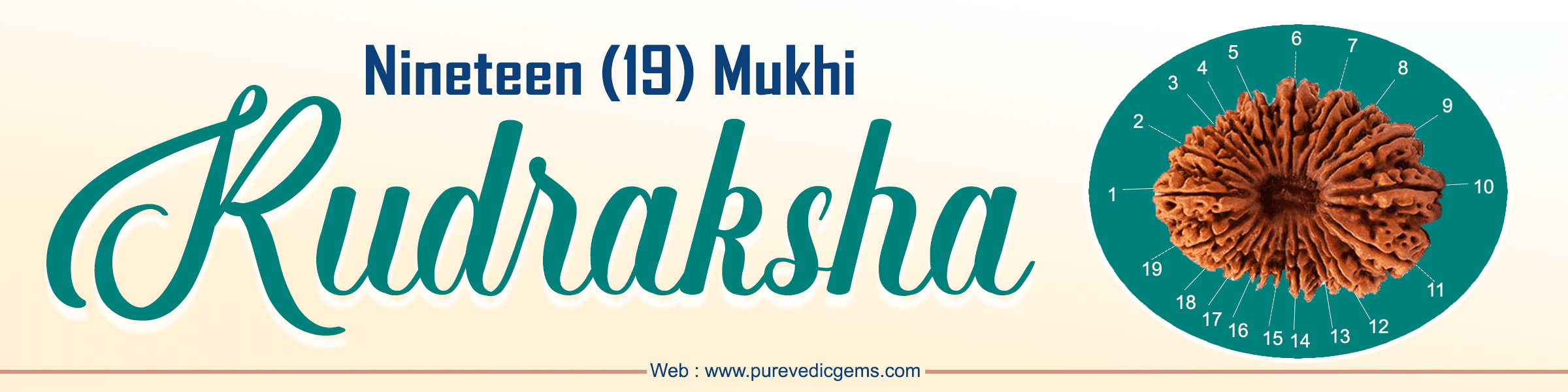 19 Mukhi Rudraksha