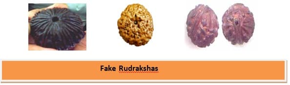 rudraksha 1