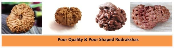 rudraksha 2