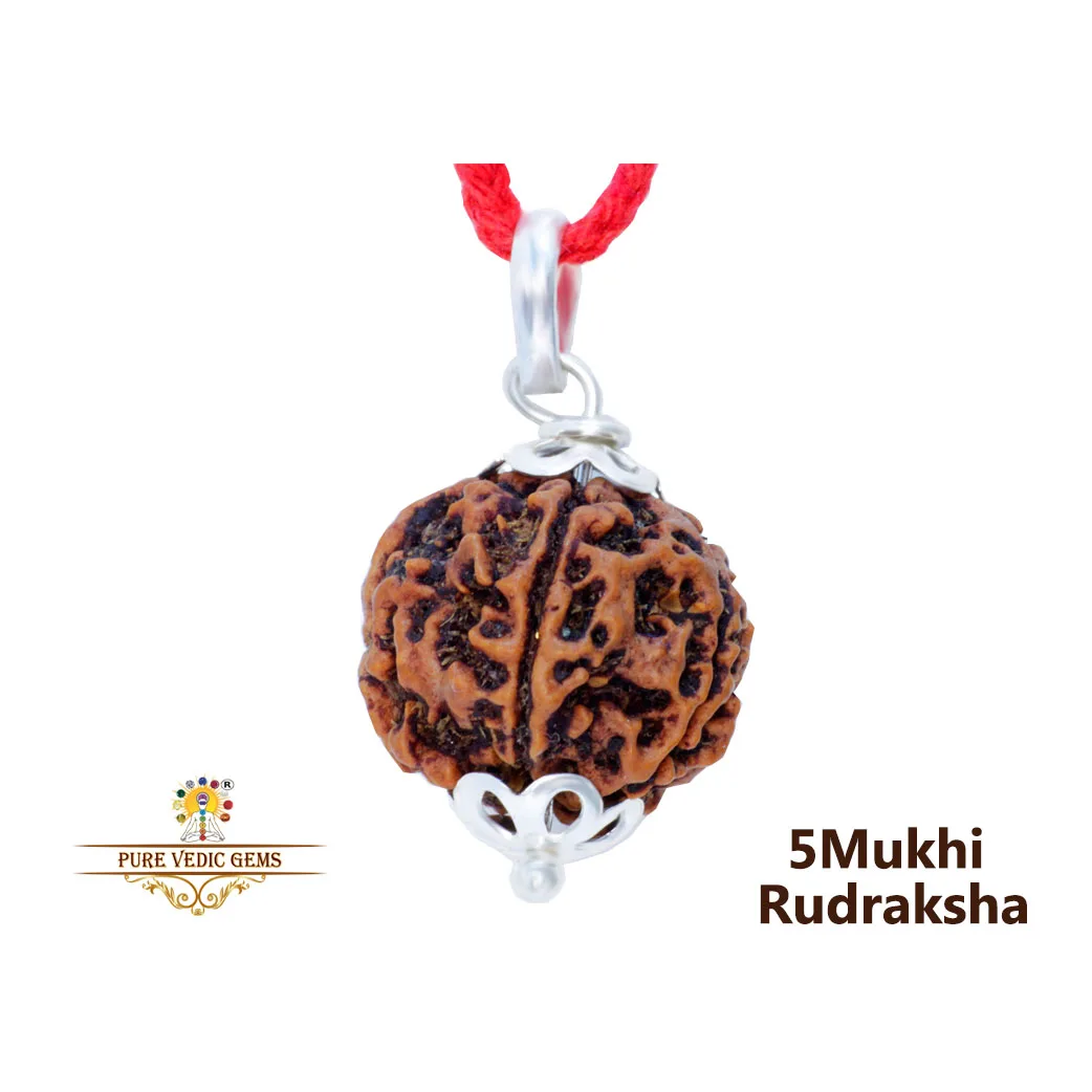 5 Mukhi Rudraksha Pendent in silver — image 1
