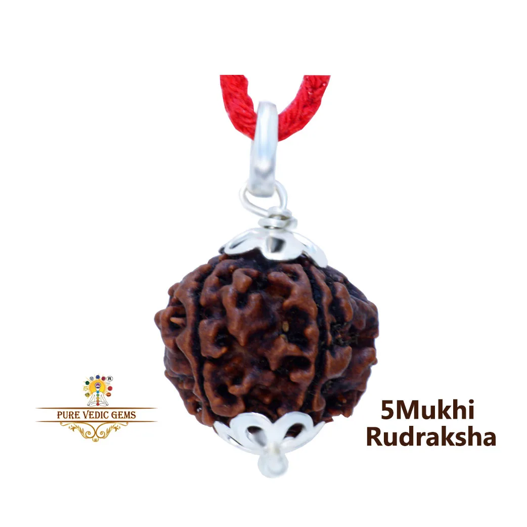 5 Mukhi natural rudraksha Pendent in silver — image 1