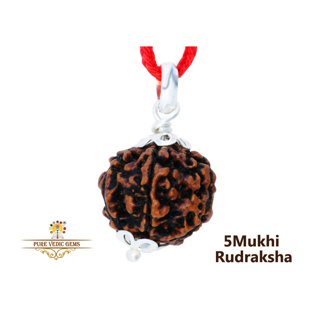 5 Mukhi Rudraksha Pendent in silver — image 1