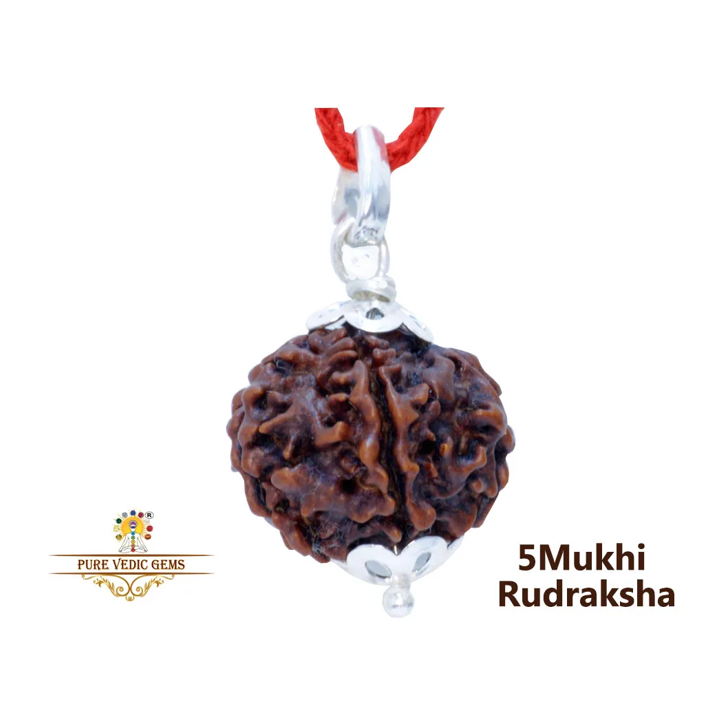 5 Mukhi natural rudraksha Pendent in silver — image 1