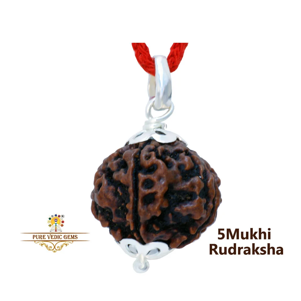5 Mukhi natural rudraksha Pendent in silver — image 1
