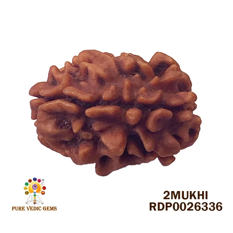 2 Mukhi Rudraksha (3.516g) — image 1