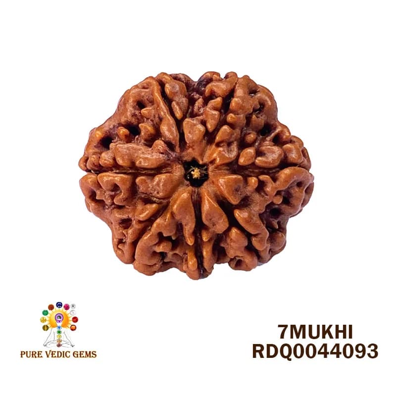 7 Mukhi Rudraksha (4.426gm) — image 1