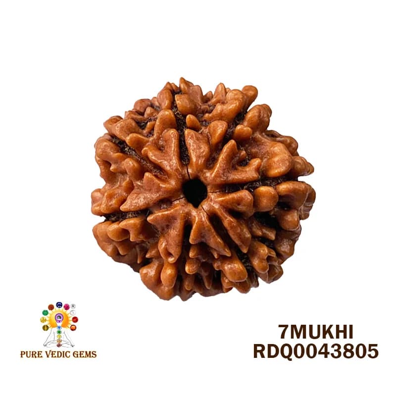 7 Mukhi Rudraksha (4.540gm) — image 1
