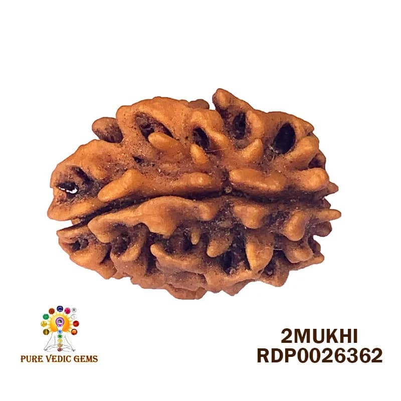 2 Mukhi Rudraksha (3.092g) — image 1