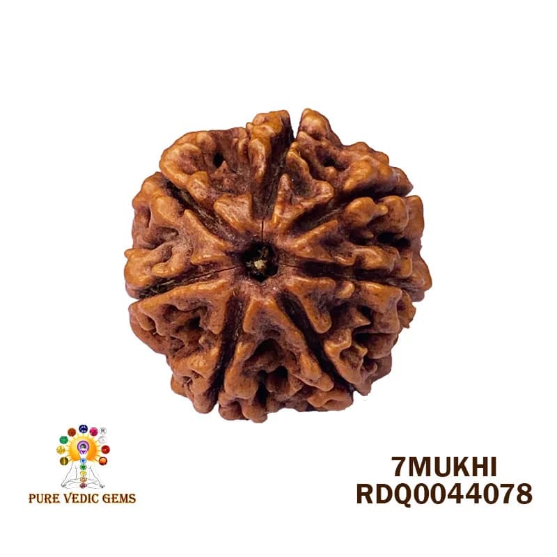 7 Mukhi Rudraksha (4.172gm) — image 1
