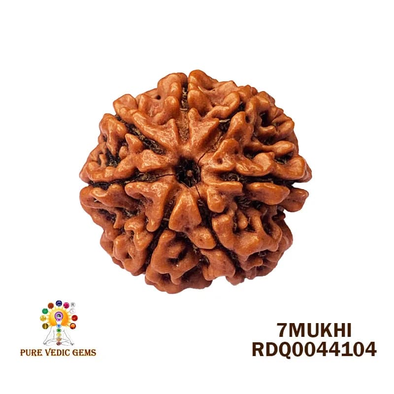 7 Mukhi Rudraksha (4.264m) — image 1