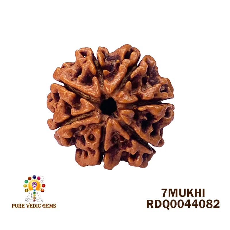 7 Mukhi Rudraksha (4.182gm) — image 1