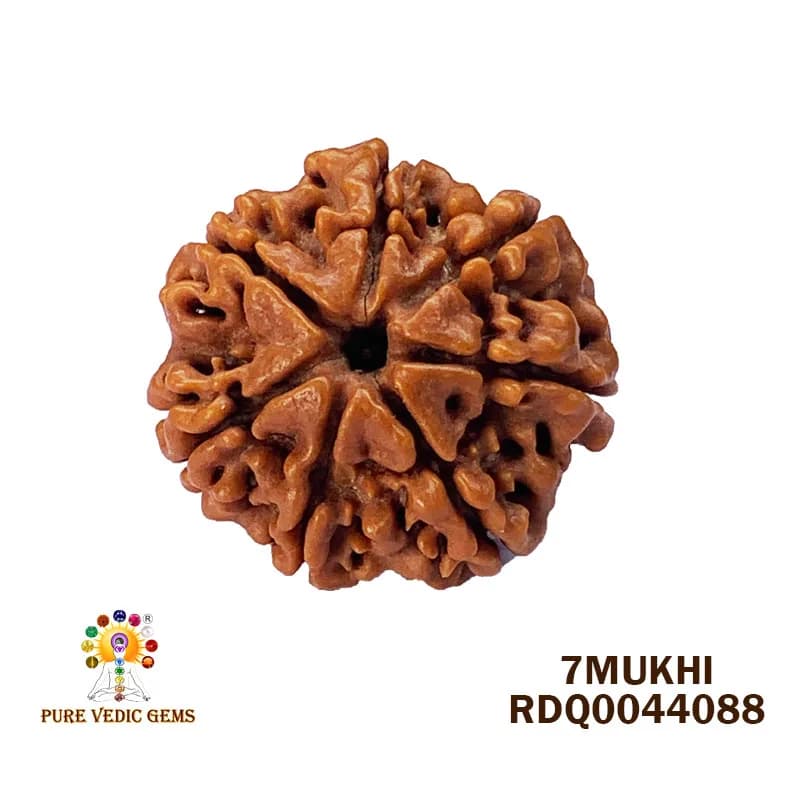 7 Mukhi Rudraksha (4.036gm) — image 1