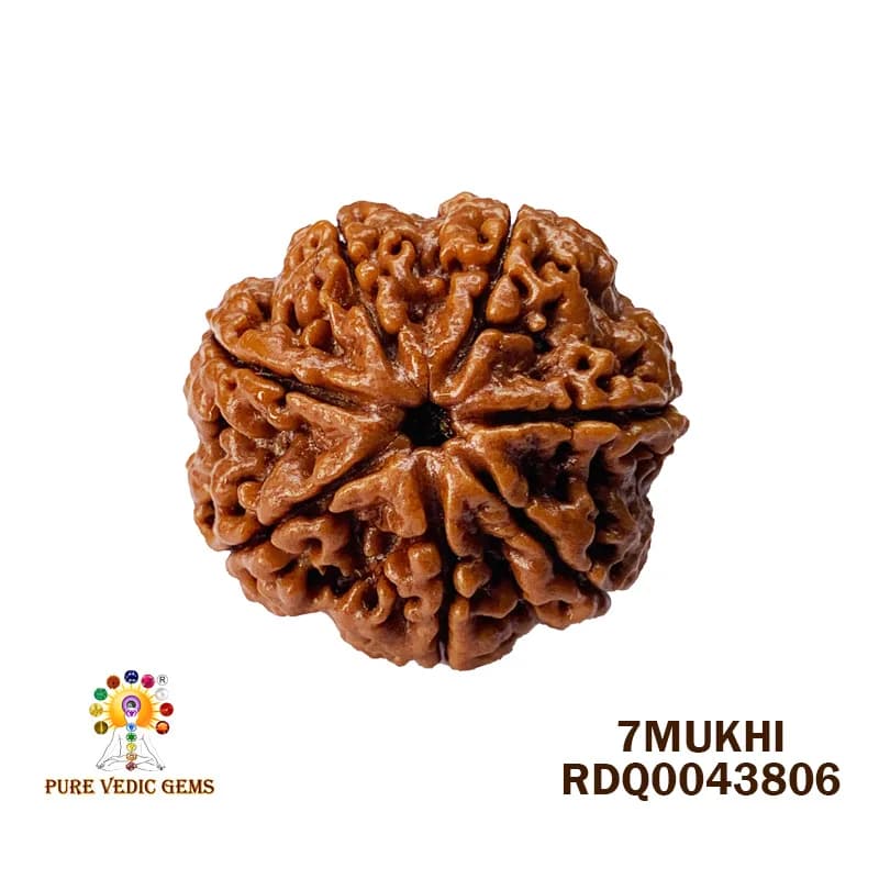 7 Mukhi Rudraksha (4.216gm) — image 1