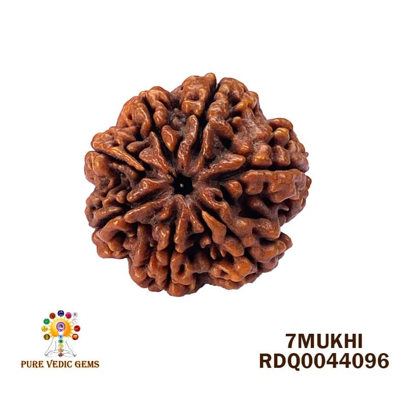 7 Mukhi Rudraksha (4.138gm) — image 1