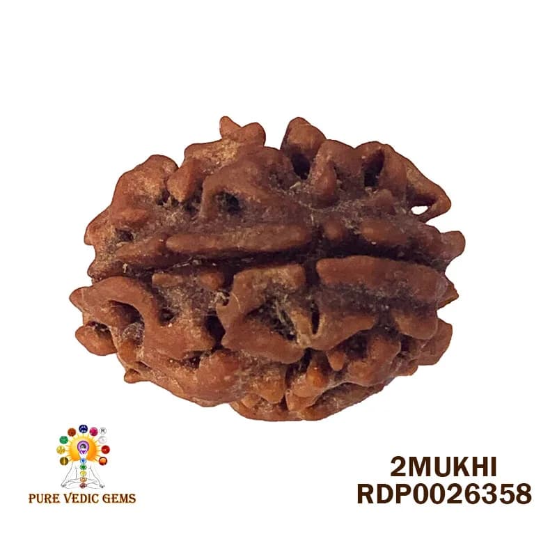 2 Mukhi Rudraksha (3.470g) — image 1