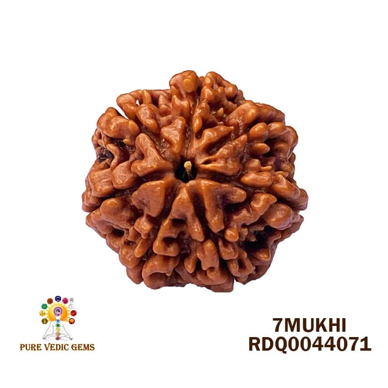 7 Mukhi Rudraksha (4.404gm) — image 1