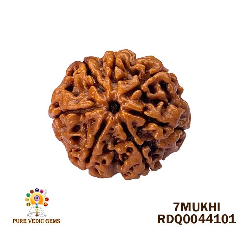 7 Mukhi Rudraksha (4.104gm) — image 1