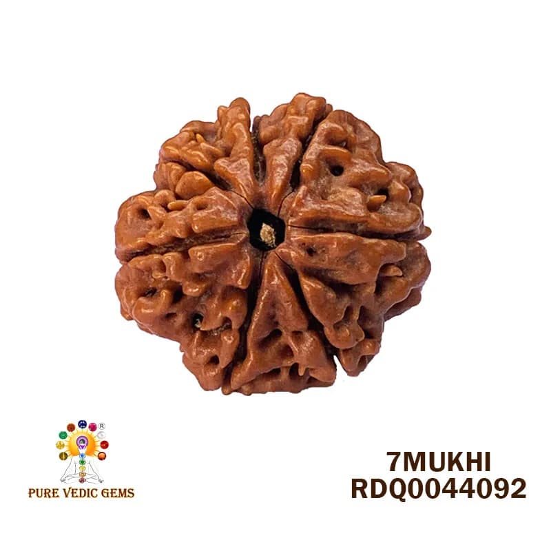 7 Mukhi Rudraksha (4.348gm) — image 1
