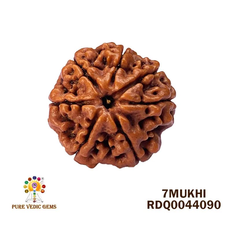 7 Mukhi Rudraksha (4.368gm) — image 1