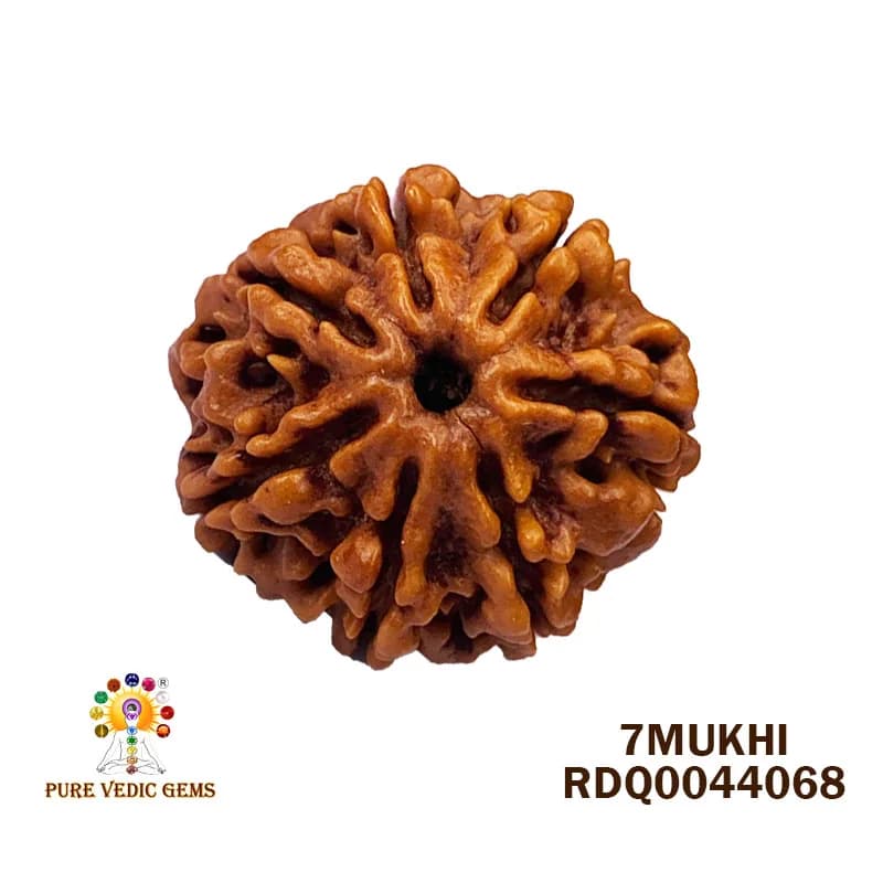 7 Mukhi Rudraksha (4.278gm) — image 1