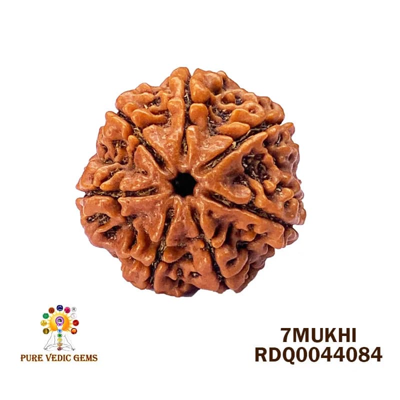 7 Mukhi Rudraksha (4.152gm) — image 1