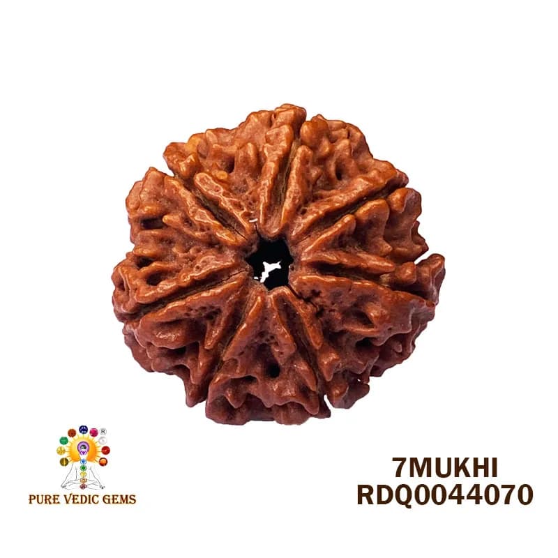 7 Mukhi Rudraksha (4.112m) — image 1