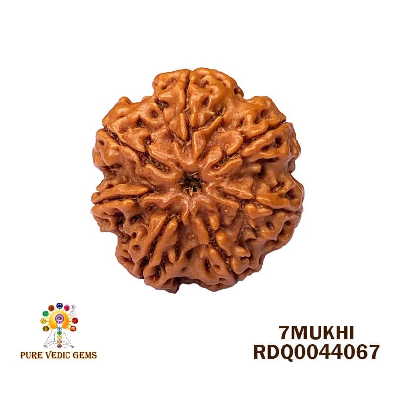 7 Mukhi Rudraksha (4.030gm) — image 1