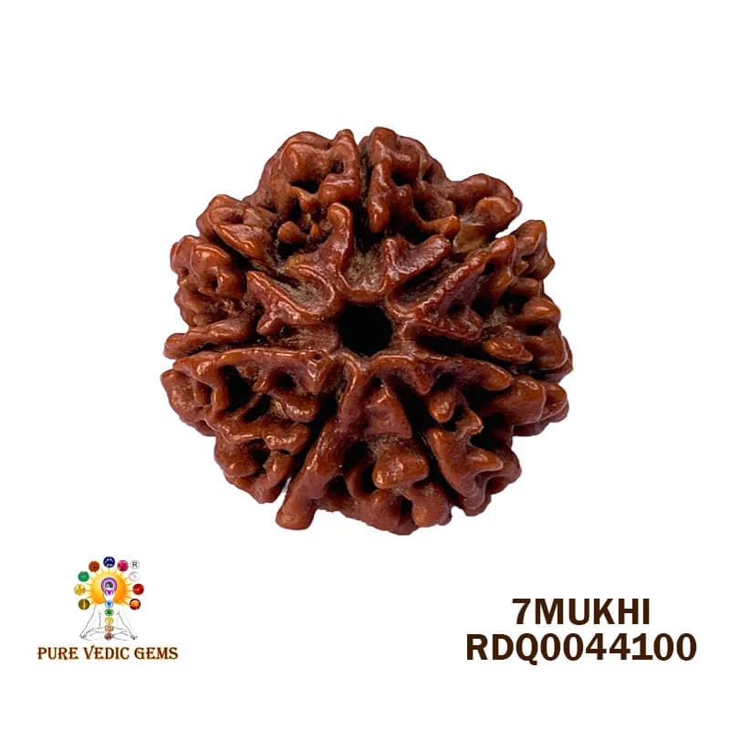 7 Mukhi Rudraksha (4.130gm) — image 1