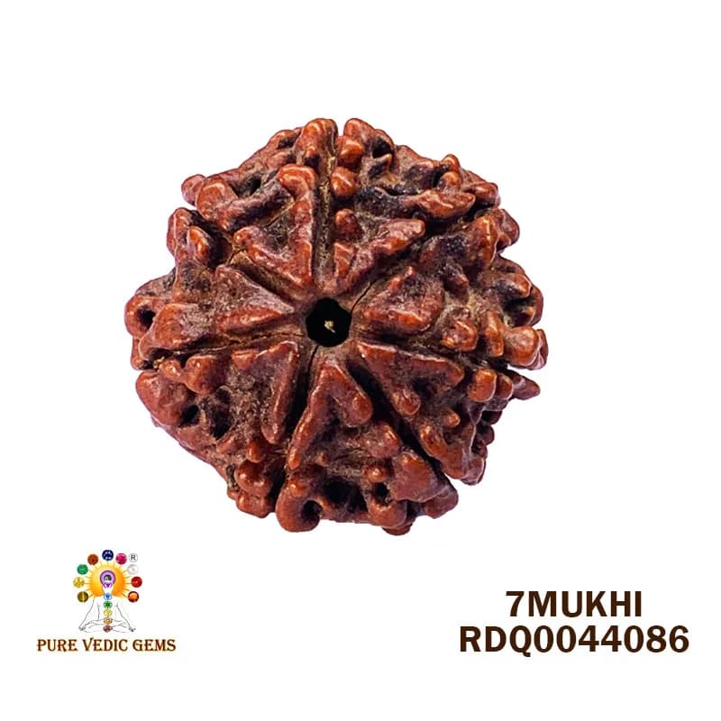 7 Mukhi Rudraksha (3.892gm) — image 1