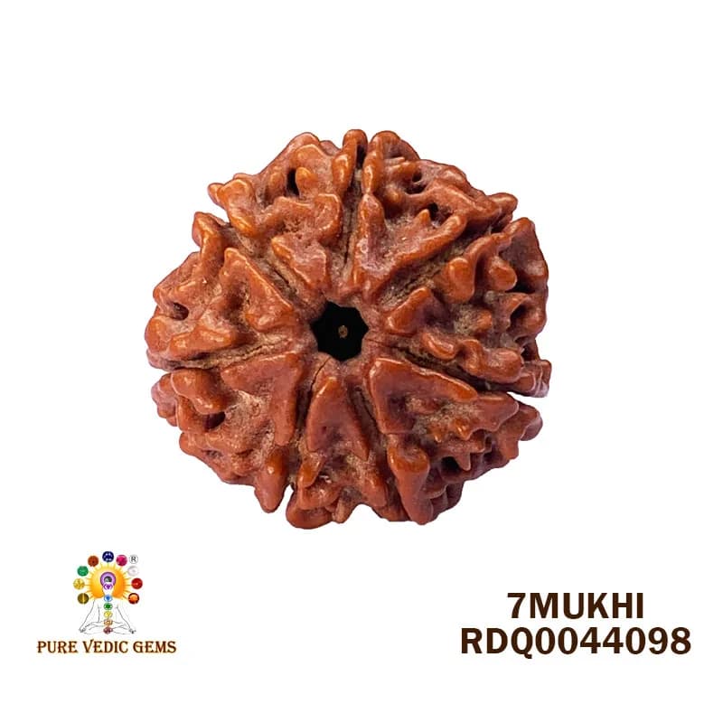 7 Mukhi Rudraksha (4.016gm) — image 1