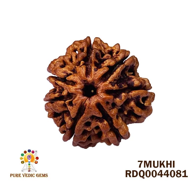 7 Mukhi Rudraksha (3.690gm) — image 1