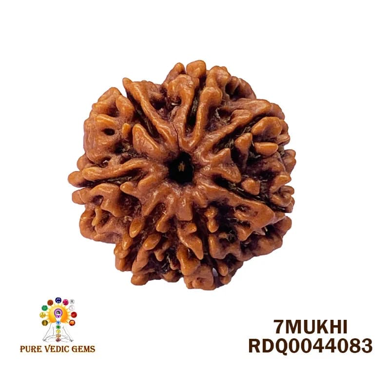 7 Mukhi Rudraksha (4.172gm) — image 1