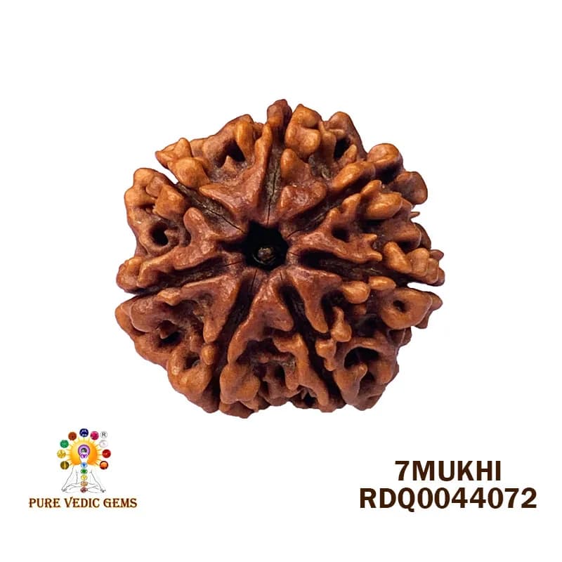 7 Mukhi Rudraksha (3.978gm) — image 1