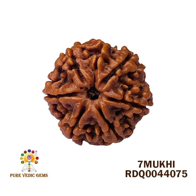 7 Mukhi Rudraksha (4.504gm) — image 1