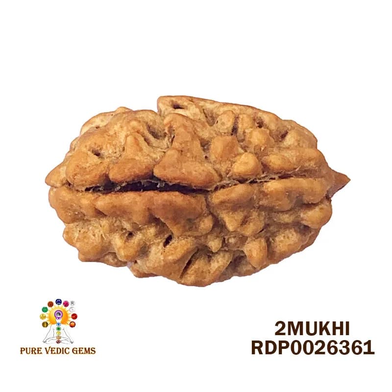 2 Mukhi Rudraksha (3.090g) — image 1