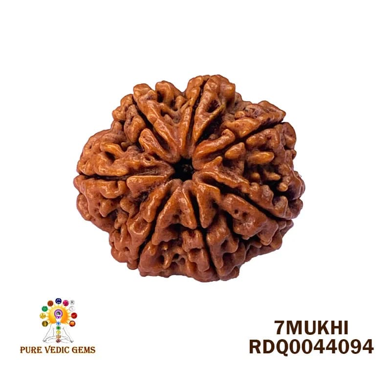 7 Mukhi Rudraksha (4.262gm) — image 1