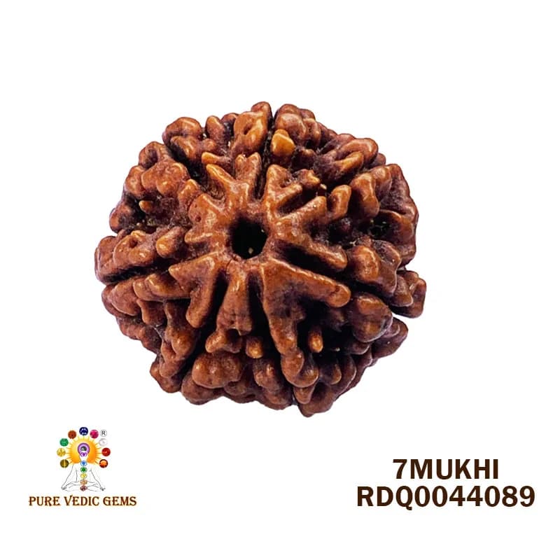 7 Mukhi Rudraksha (4.832gm) — image 1