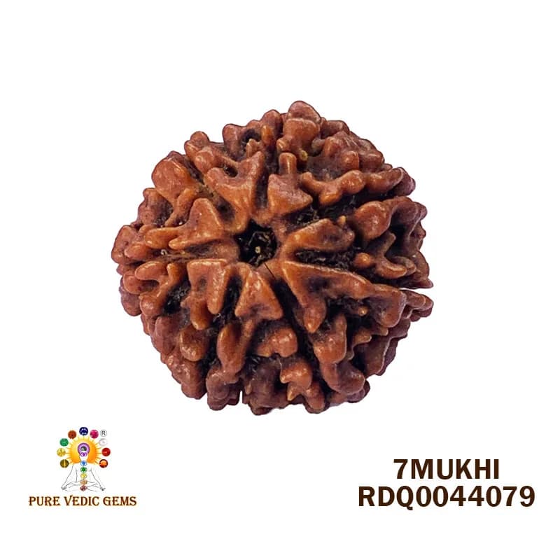 7 Mukhi Rudraksha (3.950gm) — image 1