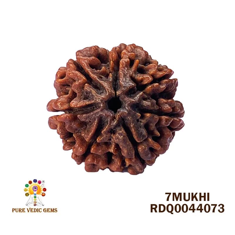 7 Mukhi Rudraksha (4.432gm) — image 1