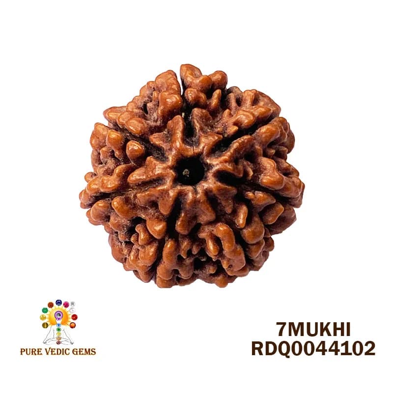 7 Mukhi Rudraksha (4.248gm) — image 1