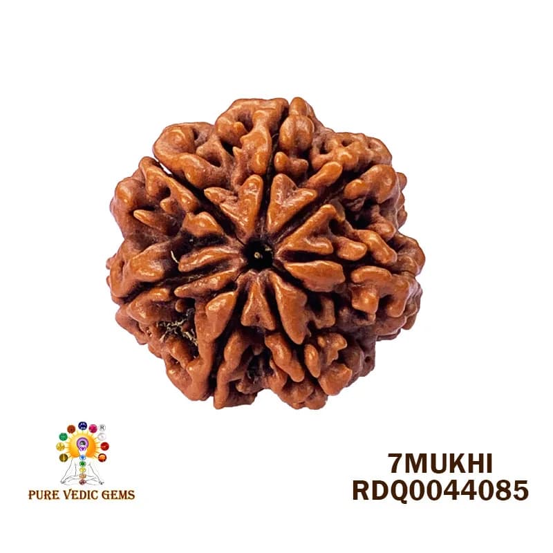 7 Mukhi Rudraksha (4.392gm) — image 1