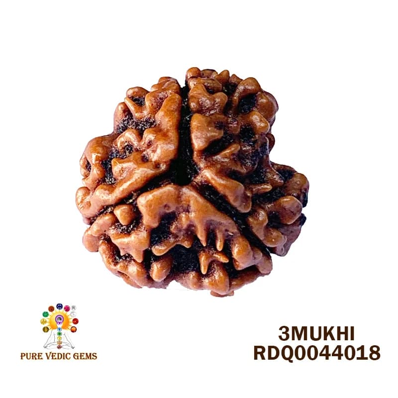 3 MUKHI Rudraksha (1.972gm) — image 1