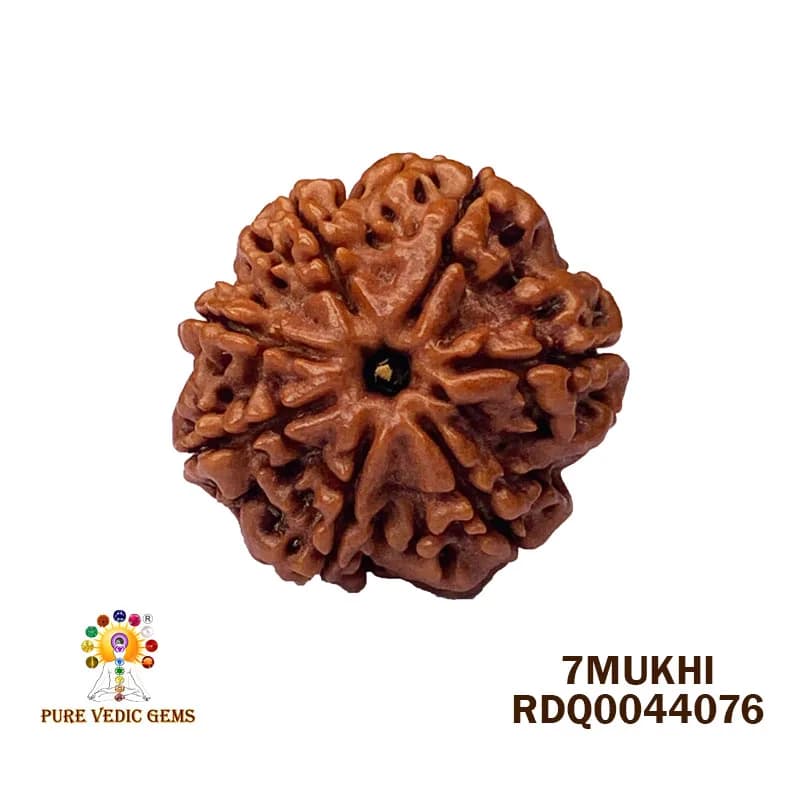 7 Mukhi Rudraksha (4.356gm) — image 1