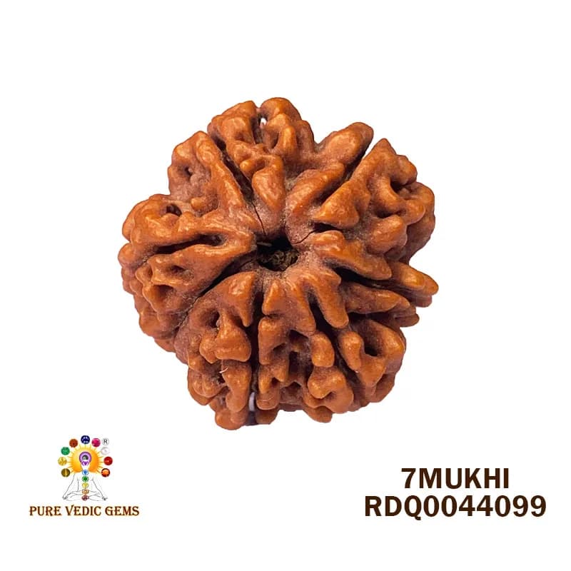7 Mukhi Rudraksha (5.044gm) — image 1
