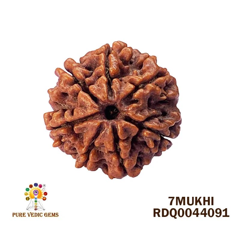 7 Mukhi Rudraksha (4.240gm) — image 1