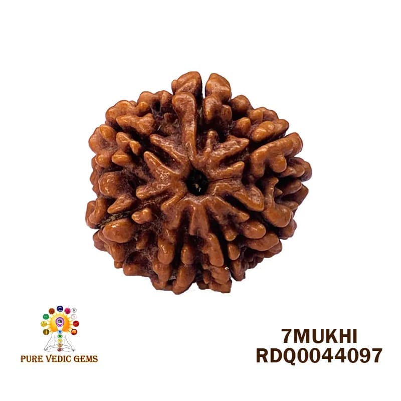 7 Mukhi Rudraksha (4.550gm) — image 1
